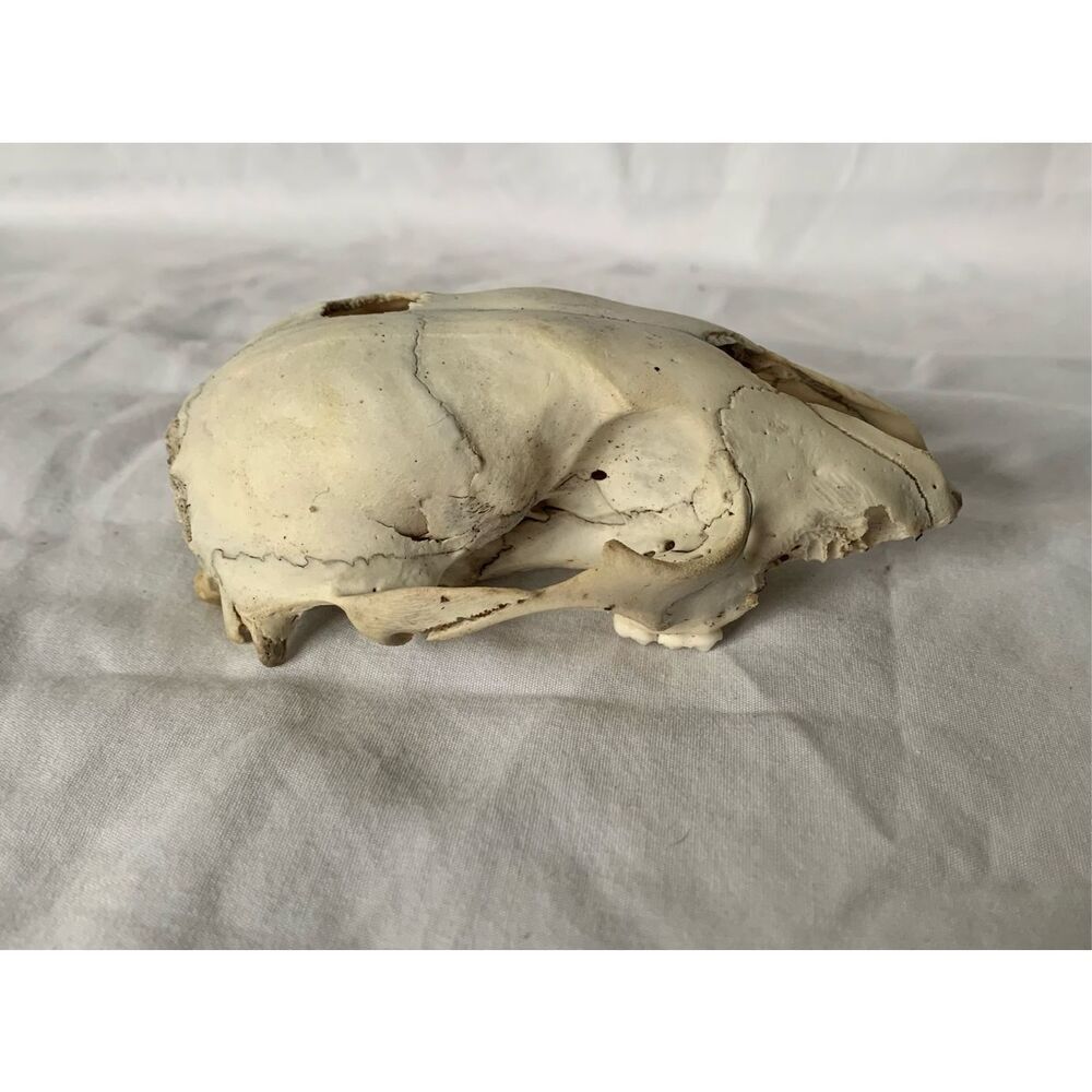 Real RACCOON Skull Taxidermy Skeleton Bones Weathered Cottage Core Goth - Picture 2 of 7